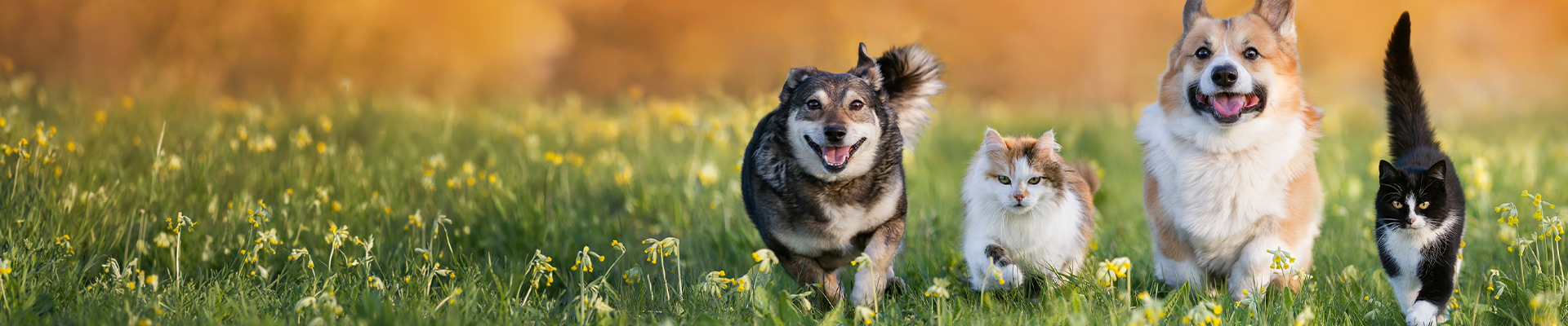 Contact | Rainbow Bridge Pet Euthanasia