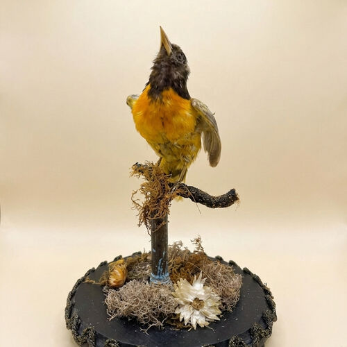 Taxidermy Tropical Birds