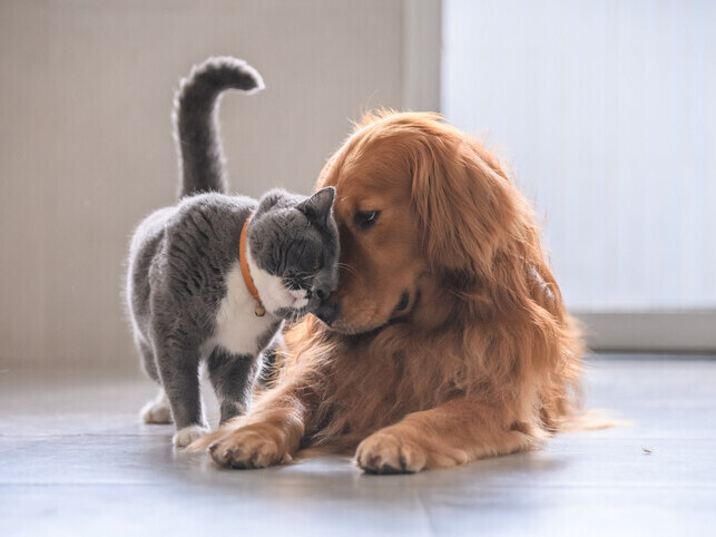 Quality of Life Questionnaire | Rainbow Bridge Pet Euthanasia