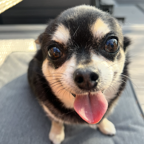 Online Book of Remembrance | Rainbow Bridge Pet Funeral Services