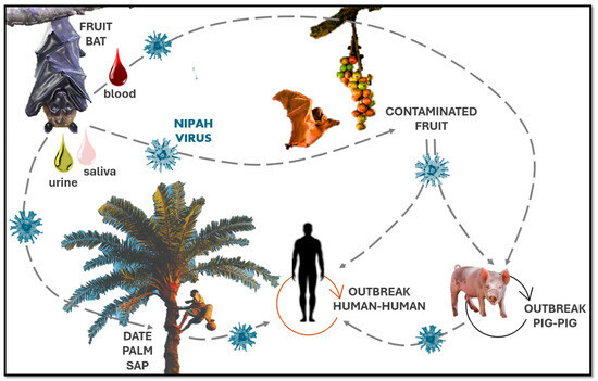 Nipah Virus Infection - India