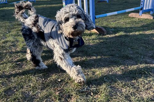 Gallery | Brixham Dog Training