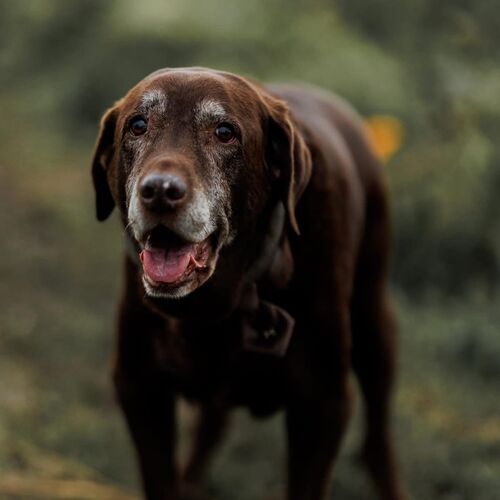 Online Book of Remembrance | Rainbow Bridge Pet Funeral Services