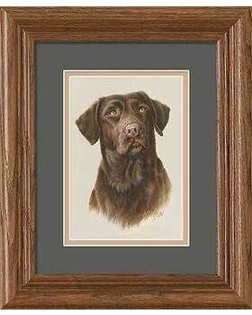 Chocolate Labrador by Killen