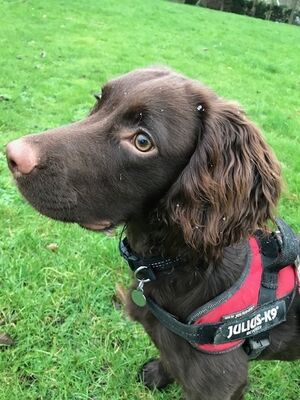 Brixham Dog Training