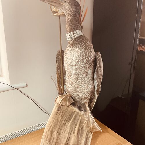 Large Taxidermy Cormorant