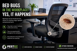 Bed Bugs in the Workplace: Why Offices Can Be at Risk