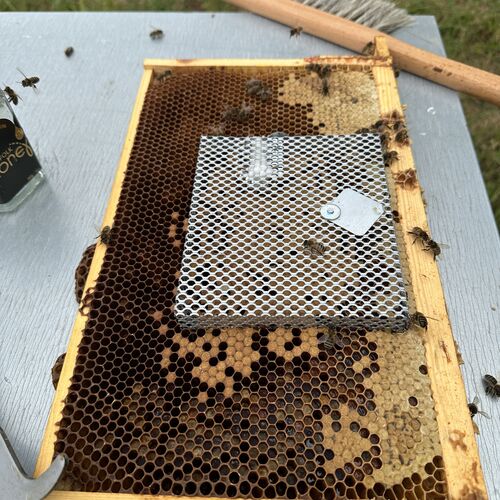 Gallery | East Anglia Apiaries | Raw honey | Local honey | Natural Honey