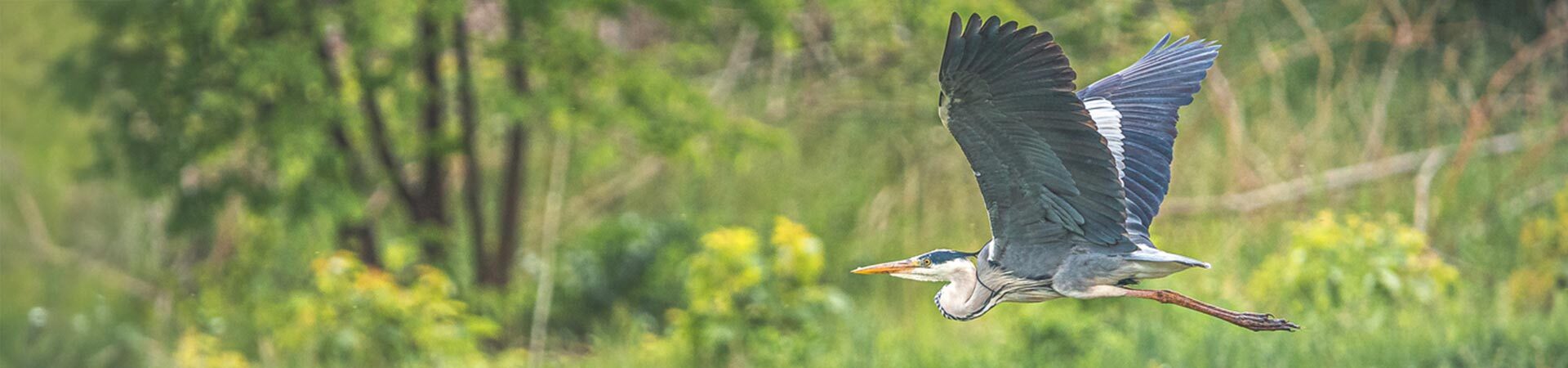 Contact | Omega Ecology Ltd | Preliminary Ecological Assessment (PEA)  | Biodiversity Net Gain (BNG )   | Ecological Clerk of Works (ECoWs)   