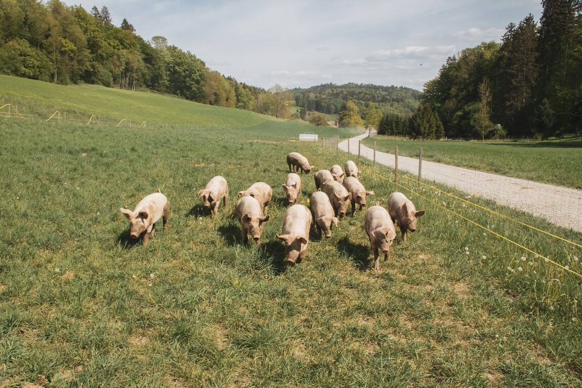 Pigs grazing in an open field