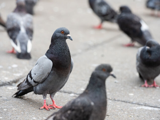 Gallery | Northdowns Pest Control Ltd | Pest control Guildford | Rodent control Guildford, Woking | Wasp nest removal Surrey