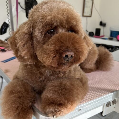 Windle Woofs | Dog Grooming | Photos | Gallery |