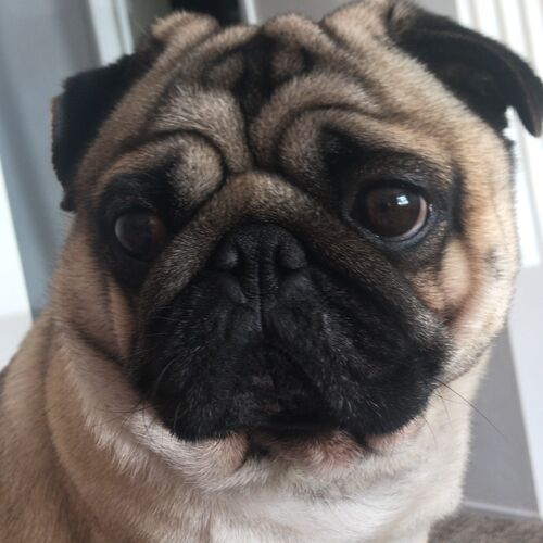Online Book of Remembrance | Rainbow Bridge Pet Funerals