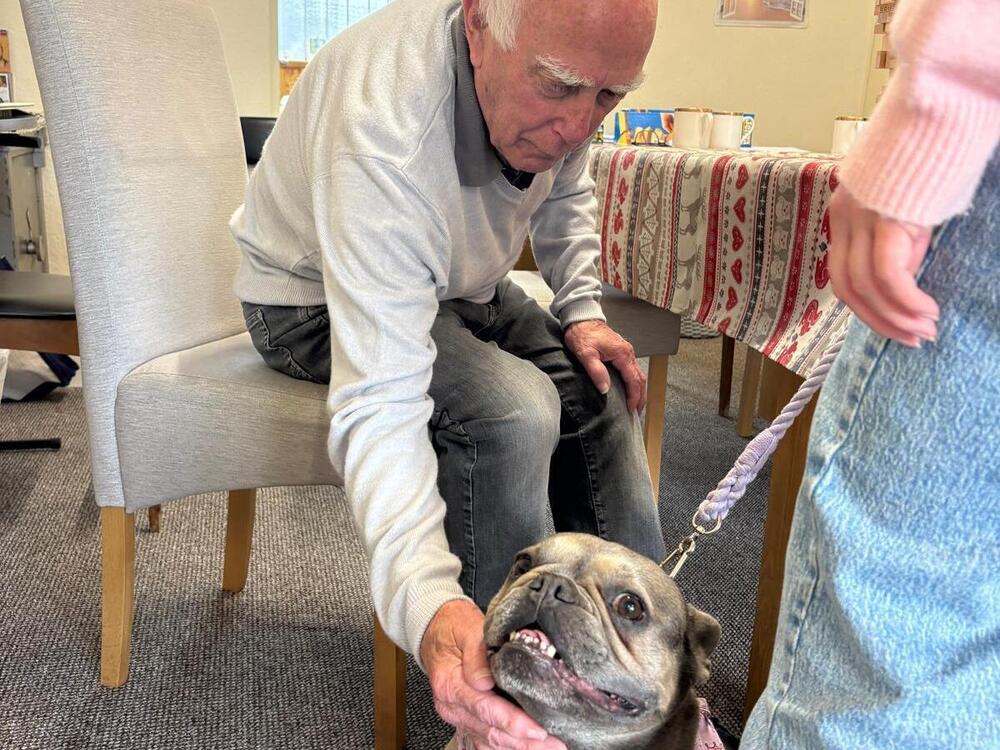 Elderly gent enjoying petting a french bulldog at Your Care's Dementia Day Centre in Bristol
