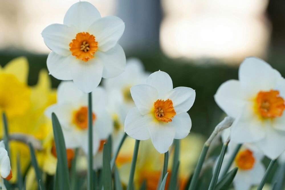 New Moon in Pisces into the Spring Equinox