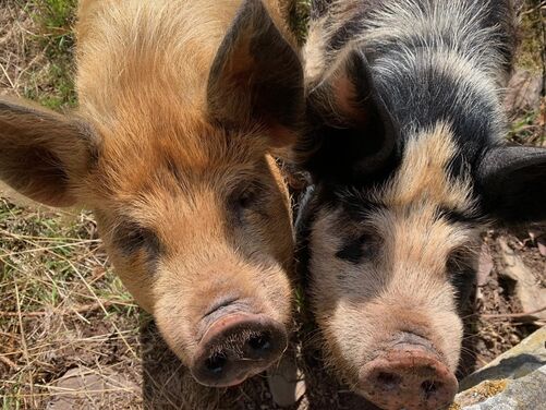FULL - Monasticism in the Wye Valley, England/Wales borders 2026 - FULL
