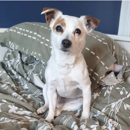 The Jack Russell Terrier Room/Upholstery Spray