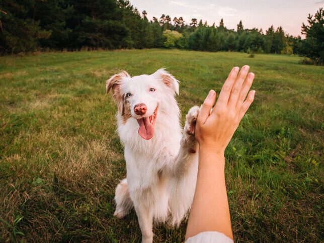 Partner With Us | Rainbow Bridge Pet Funeral Services