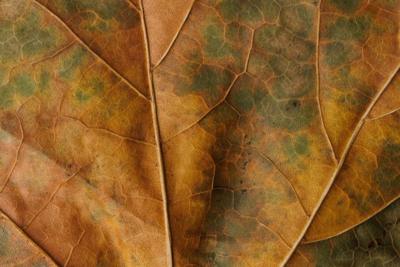 Intergenerational Trauma – Breaking the Cycle