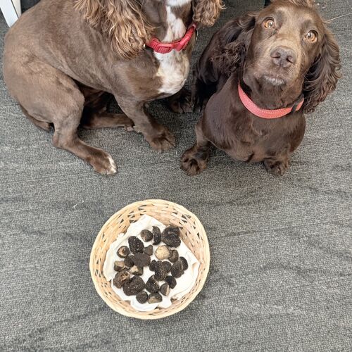 DOG TRAINING TRUFFLES