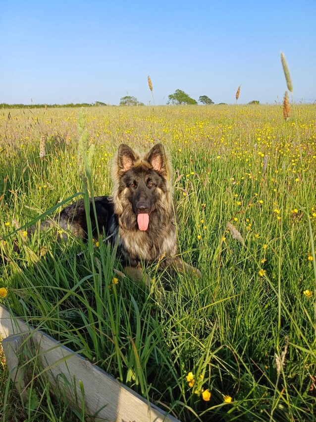 Behavioural Consultations