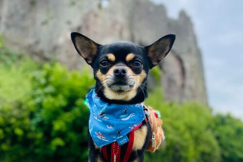 Enzo