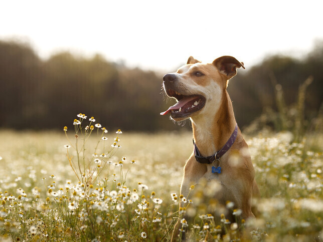 Dedicate A Tree | Rainbow Bridge Pet Funeral Services