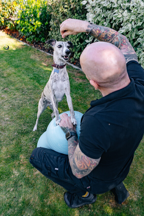 dog phsyiotherapy with peanut ball