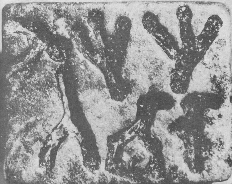 ஆனைக்கோட்டையில் இன்று அகழ்வாராய்ச்சி