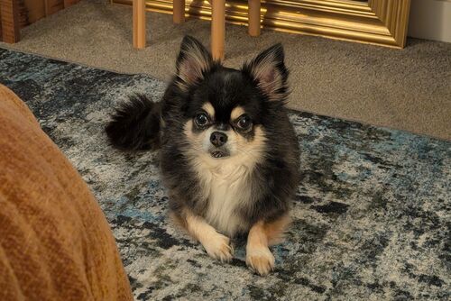 Ozzie
