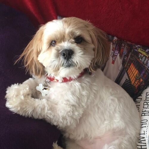 Online Book of Remembrance | Rainbow Bridge Pet Funeral Services