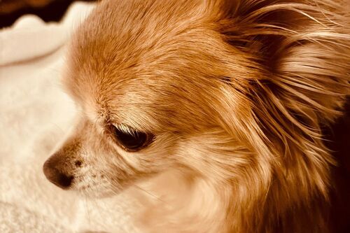 Penny
