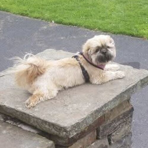 Online Book of Remembrance | Rainbow Bridge Pet Funeral Services