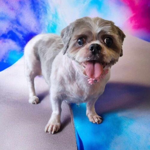 Online Book of Remembrance | Rainbow Bridge Pet Funeral Services