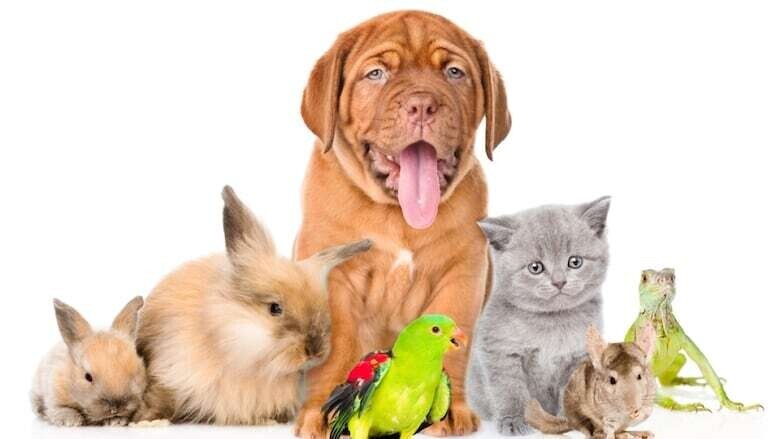 A National Love for Pets