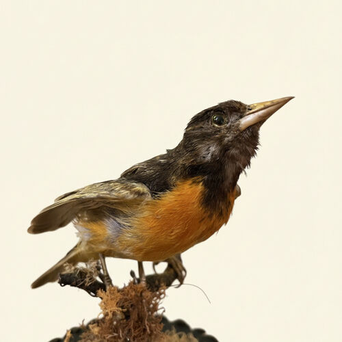Taxidermy Tropical Birds