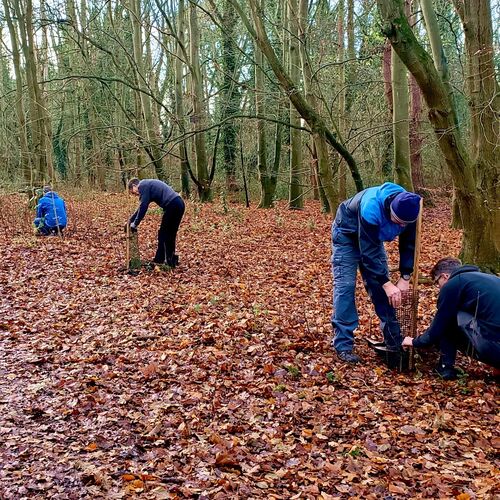 Working Group Planting Oaks