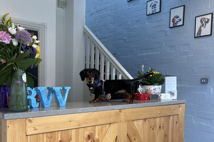 Consultations | Rose Valley Vets