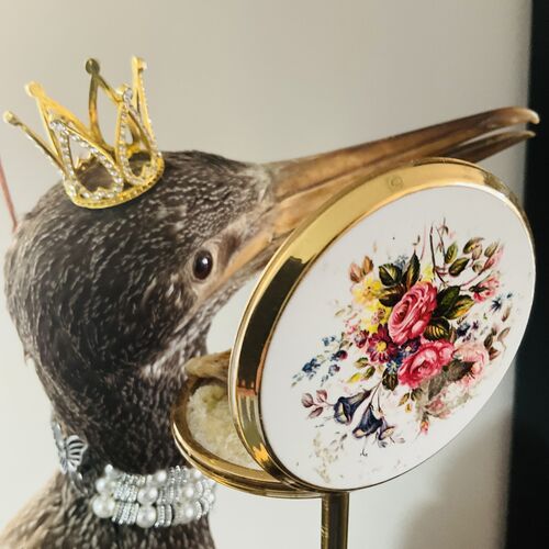 Large Taxidermy Cormorant