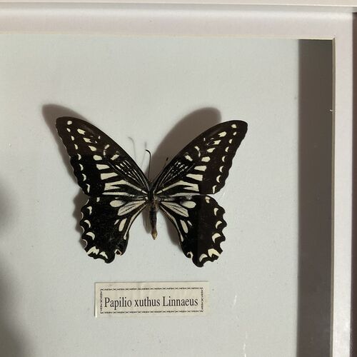 Selection of Tropical Butterflies 