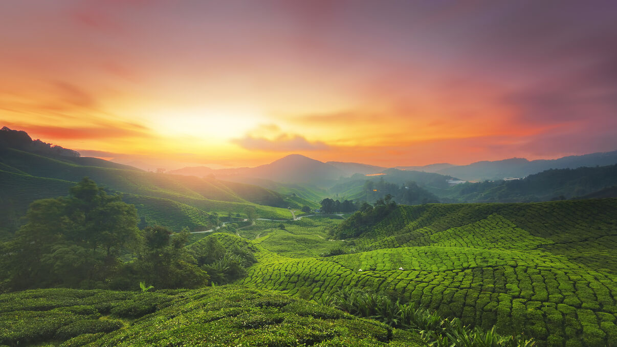 Cameron Highlands
