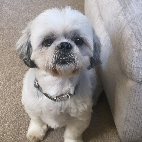 Online Book of Remembrance | Rainbow Bridge Pet Funeral Services
