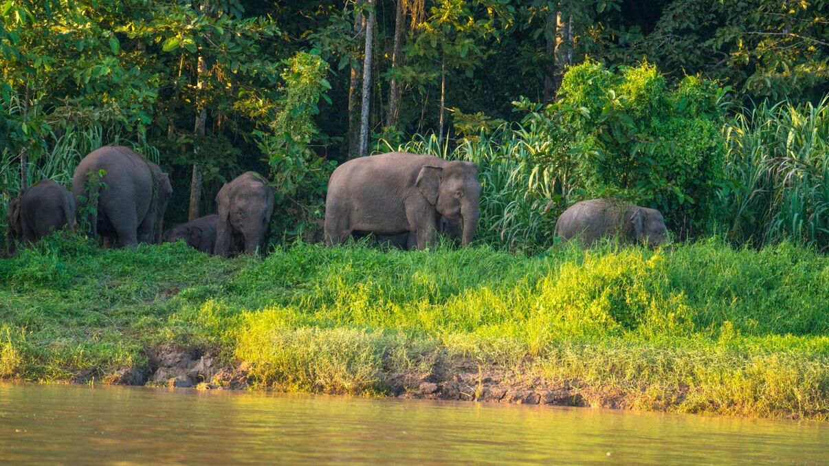 Kinabatangan Riverside Lodge