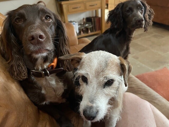 TRUFFLES FOR DOG TRAINING