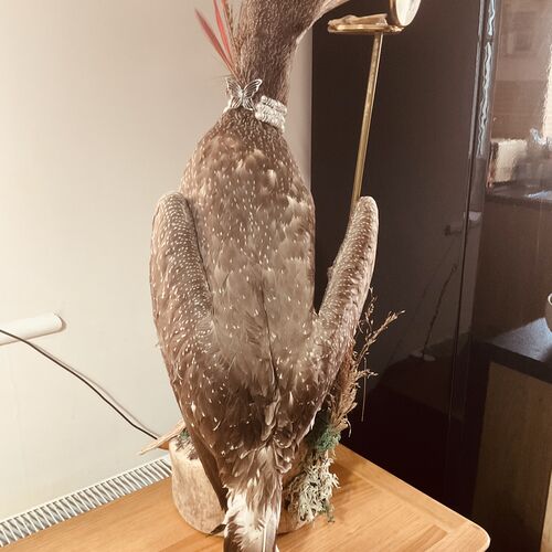 Large Taxidermy Cormorant