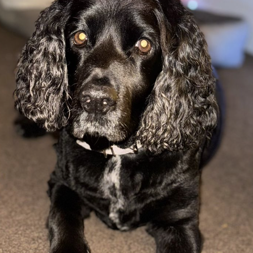 Online Book of Remembrance | Rainbow Bridge Pet Funeral Services