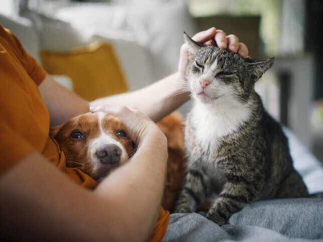 Book Now | Rainbow Bridge Pet Euthanasia