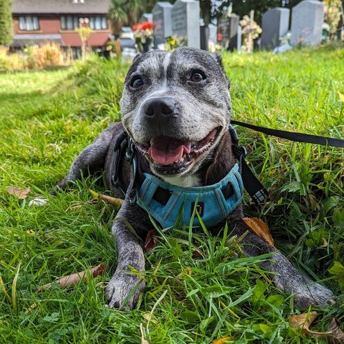Online Book of Remembrance | Rainbow Bridge Pet Funeral Services