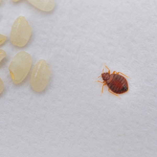 Bed Bug Facts That Might Surprise You (and How to Protect Your Home)  :