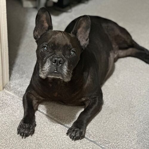 Online Book of Remembrance | Rainbow Bridge Pet Funeral Services